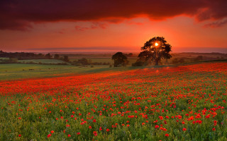 Flower field sunset tree red - a red sky free wallpaper