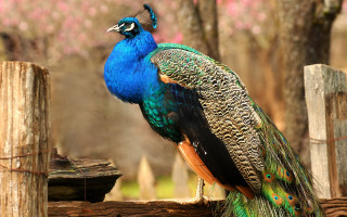 Peacock fence post vivid colors - a peacock free wallpaper