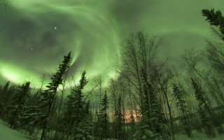 Aurora boreal forest snow stars - tree and snow covered ground free wallpaper