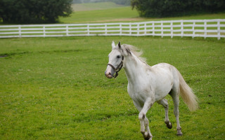 White horse field fence trees - in the background and trees free wallpaper