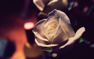 White rose vase candles bokeh - a white rose free wallpaper