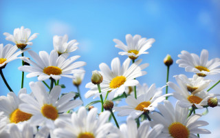 Daisies vase table blue sky 3 - a table top free wallpaper for desktop