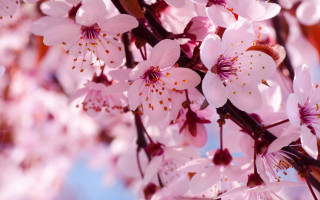Pink flower cherry blossoms spring - a close up of a tree free wallpaper