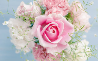 Pink rose white flowers vase - blue background free wallpaper for desktop