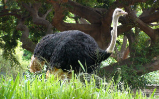 Ostrich tallgrass tree bench nature - a bench in the foreground free wallpaper
