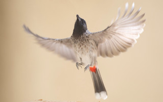 Bird flying over bread wings - a table free wallpaper