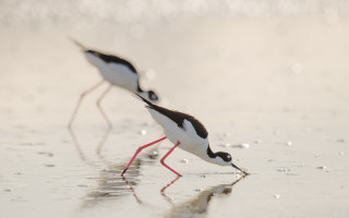 Birds beach water footprints tiltshift - craola free wallpaper