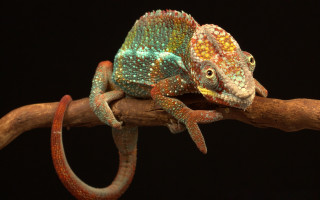 Chameleon branch holography photorealistic glowing - david young cameron free wallpaper