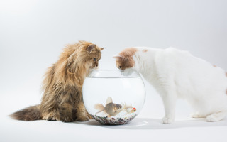 Cat dog fish bowl gradient - a cat and a dog free wallpaper