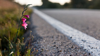 Flower road side ecological water - a single flower free wallpaper