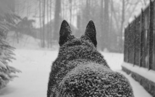 Dog snowy fence forest bw - david budd free wallpaper