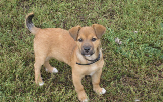 Small brown dog green field - a black collar free wallpaper