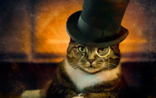 Cat top hat glasses steampunk - preraphaelitism free wallpaper