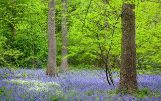 Forest blueflowers trees shadows nature - tall tree free wallpaper