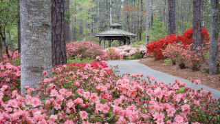 Enchanting garden gazebo pink flowers - a gazebo free wallpaper