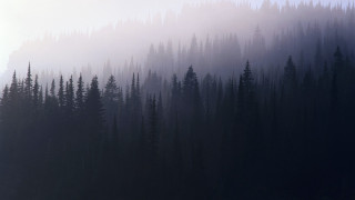 Forest foggy sky birds matte - the foggy sky free wallpaper
