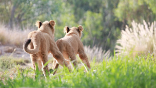 Lions running grassy field wildlife - the background and bushes free wallpaper