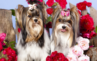 Dogs flowers fence glamor kitsch - two dog free wallpaper