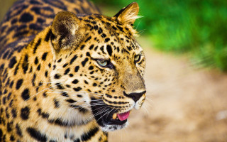 Leopard dirt road grass blurry - a close up of a leopard free wallpaper
