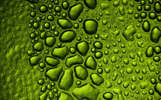 Green water drops macro bush - surface free wallpaper for desktop