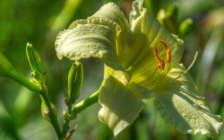 Yellow flower green stem macro - a yellow flower free wallpaper