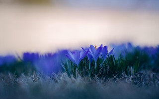 Blue flower grass macro nature 2 - the grass next free wallpaper