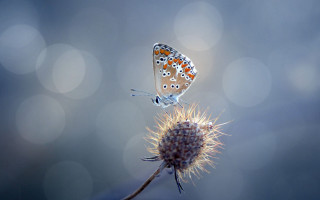 Butterfly flower bokeh light macro 2 - the top free wallpaper