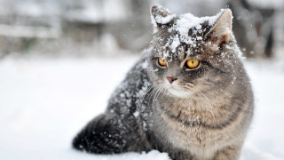 Cat snow winter impressionism yellow - impressionism free wallpaper for desktop