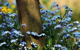 Blue flower tree field butterfly - david imms free wallpaper