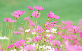 Pink flowers white flower field - chang daichien free wallpaper