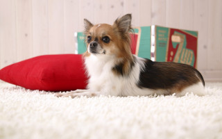 Small dog white carpet red - a red pillow free wallpaper