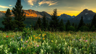 Wildflowers trees mountains sunset clouds 3 - free summer wallpaper for desktop
