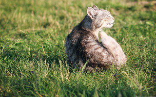Cat tilted head grass blurry - sharp claw free wallpaper
