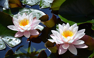 Pink water lilies pond leaves 5 - water lily free wallpaper
