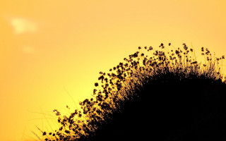 Bird hill yellow sky plant - the hill free wallpaper