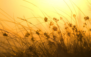 Sunset grass field autumn leaves - a yellow sky in the background free wallpaper