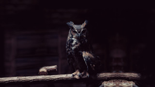 Owl log dark room wooden - free bird wallpaper