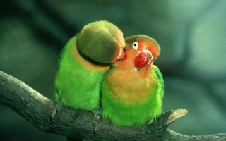 Birds kissing touching green orange - touching free wallpaper