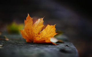 Fall leaf rock autumn macro - single free wallpaper