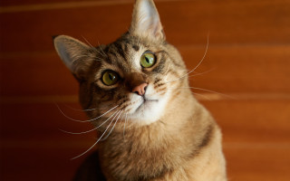 Cat green eyes looking up 7 - green eye free wallpaper