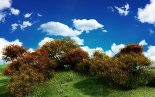 Grassy field trees blue sky - white cloud free wallpaper for desktop