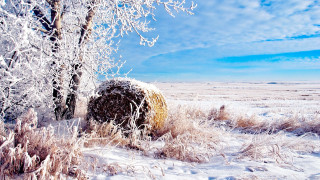 Snowy field tree hay bale - environmental free wallpaper for desktop