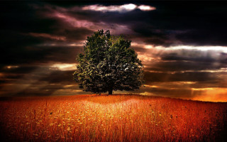 Lone tree field cloudy sky 30 - a sunbeam in the distance free wallpaper
