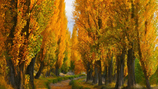 Autumn grove path yellow leaves - a grove of trees free wallpaper