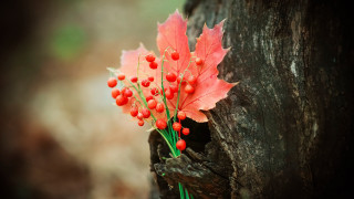 Branch berries red leaf macro - a green stem free wallpaper