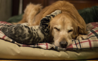 Cat dog bed blanket sleeping - a bed together free wallpaper