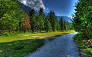 Forest road grassy field path - both side free wallpaper