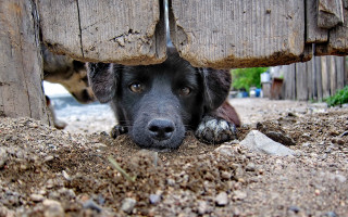 Dog under wooden structure depth - a dog free wallpaper for desktop