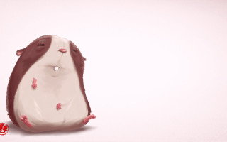 Guinea pig back tongue chinese - tongue free wallpaper for desktop