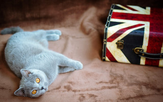Cat suitcase britishflag bed artsandcrafts - a suitcase free wallpaper